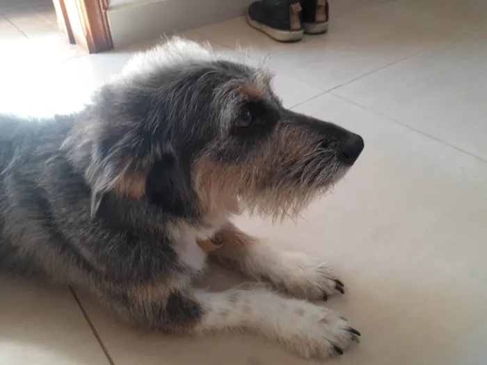 Cachorro ra a SRD-ViraLata idade 2 anos nome Márcio 