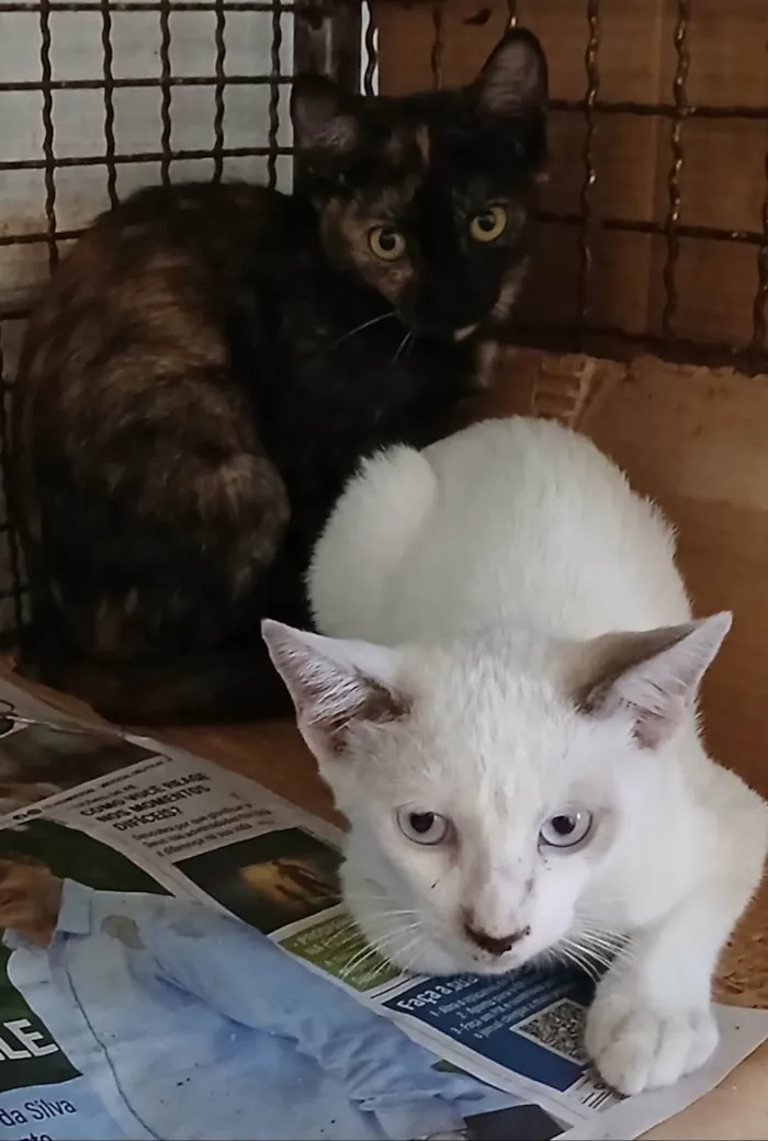 Gato ra a SRD-ViraLata idade 2 a 6 meses nome Herry
