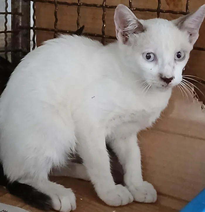 Gato ra a SRD-ViraLata idade 2 a 6 meses nome Herry