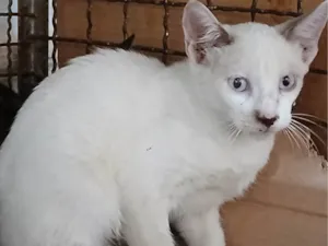 Gato raça SRD-ViraLata idade 2 a 6 meses nome Herry