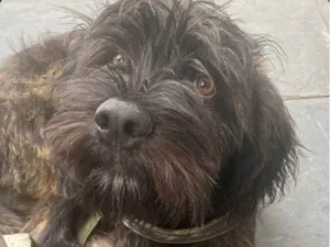 Cachorro raça SRD-ViraLata idade 1 ano nome Ace