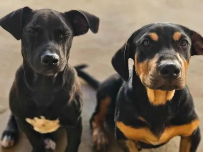 Cachorro raça Pit-Bull idade 2 a 6 meses nome Serena e baronesa