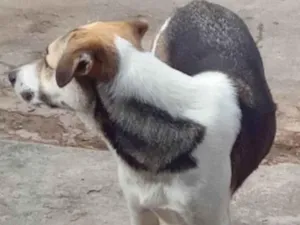 Cachorro raça SRD-ViraLata idade 3 anos nome Beethoven 