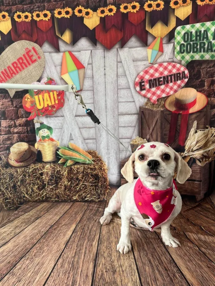 Cachorro ra a Shitzu idade 4 anos nome Mel