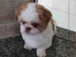 Cachorro raça Shitzu idade 6 ou mais anos nome Meglu