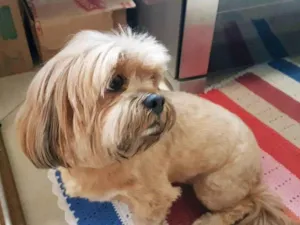 Cachorro raça Lhasa Apso idade 6 ou mais anos nome Mel