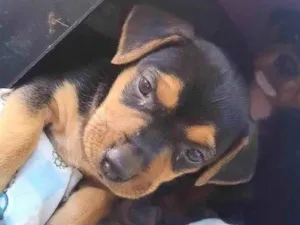 Cachorro raça SRD-ViraLata idade Abaixo de 2 meses nome Sem nome ainda