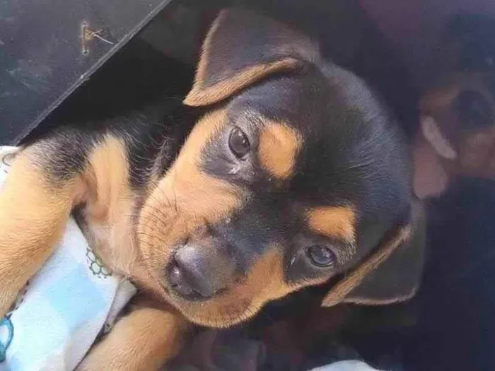 Cachorro ra a SRD-ViraLata idade Abaixo de 2 meses nome Sem nome ainda