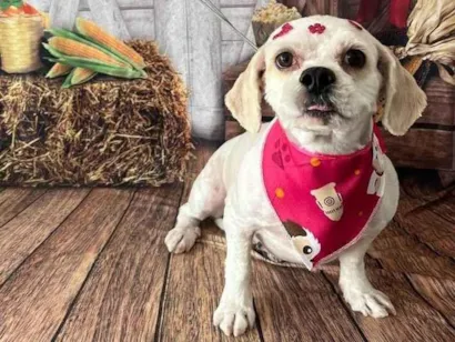 Cachorro raça Shitzu idade 4 anos nome Mel
