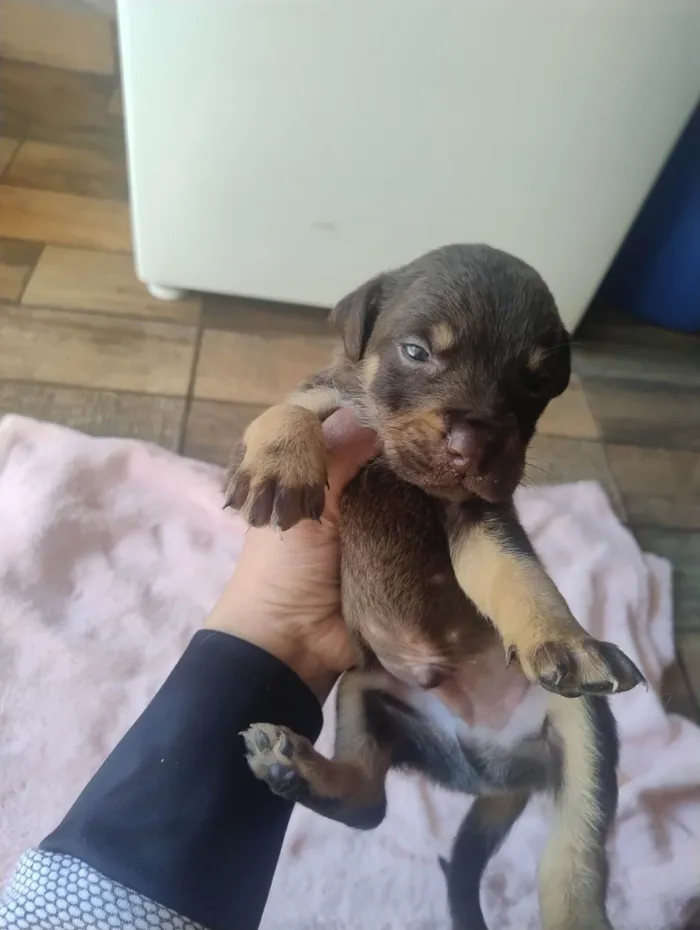 Cachorro ra a SRD-ViraLata idade Abaixo de 2 meses nome Filhotes 