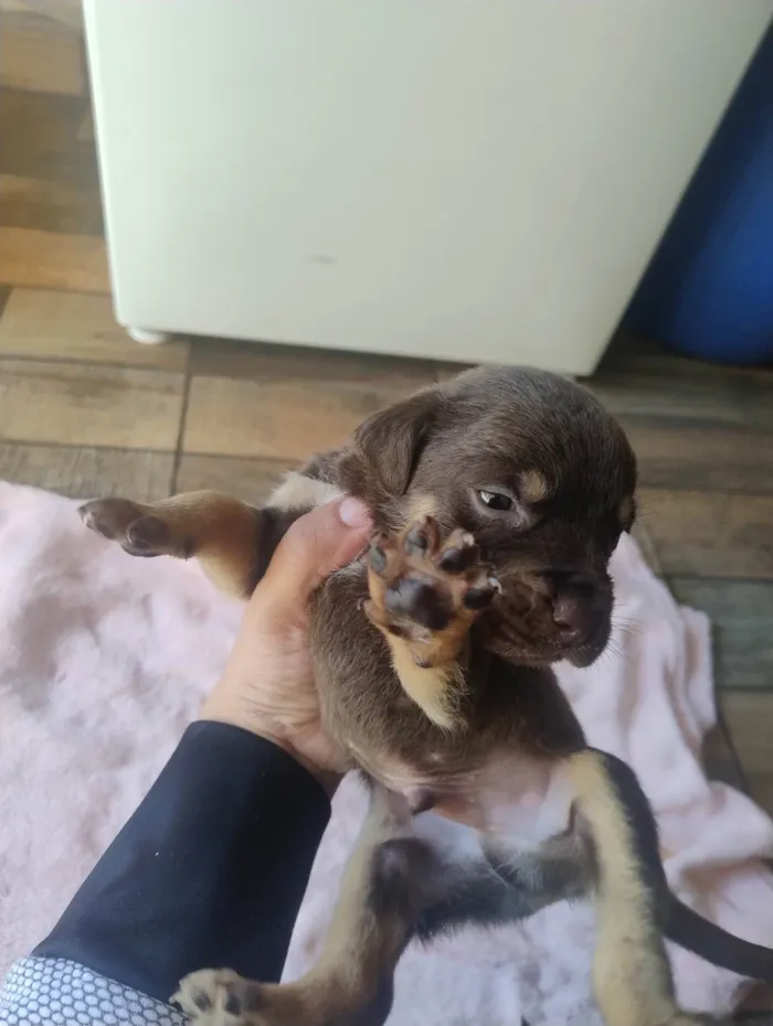 Cachorro ra a SRD-ViraLata idade Abaixo de 2 meses nome Filhotes 