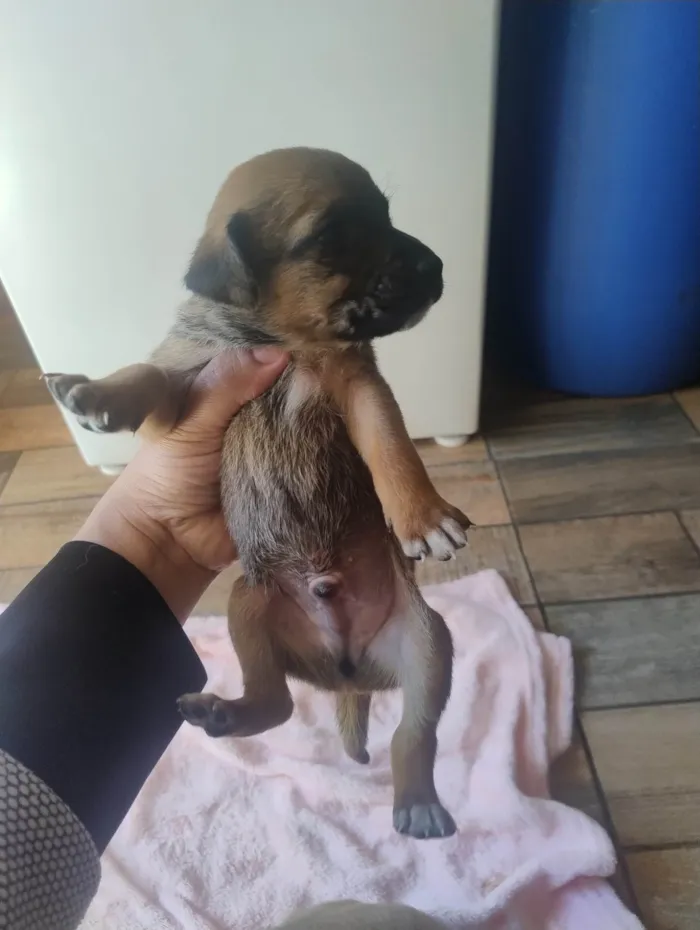 Cachorro ra a SRD-ViraLata idade Abaixo de 2 meses nome Filhotes 