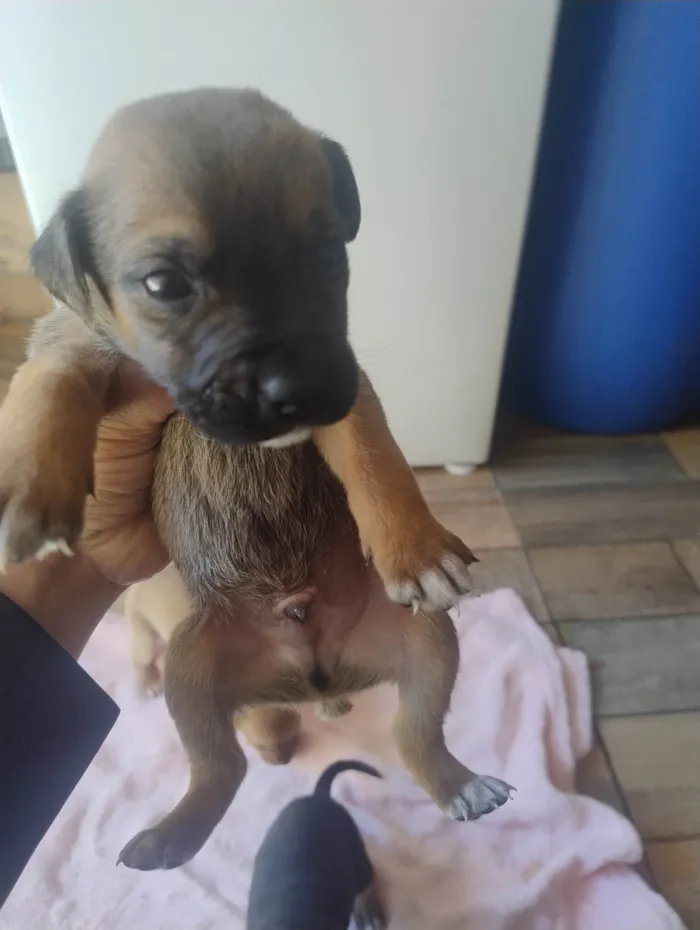 Cachorro ra a SRD-ViraLata idade Abaixo de 2 meses nome Filhotes 