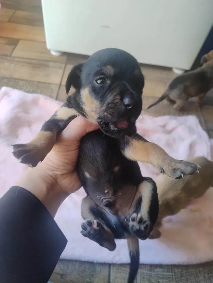 Cachorro ra a SRD-ViraLata idade Abaixo de 2 meses nome Filhotes 