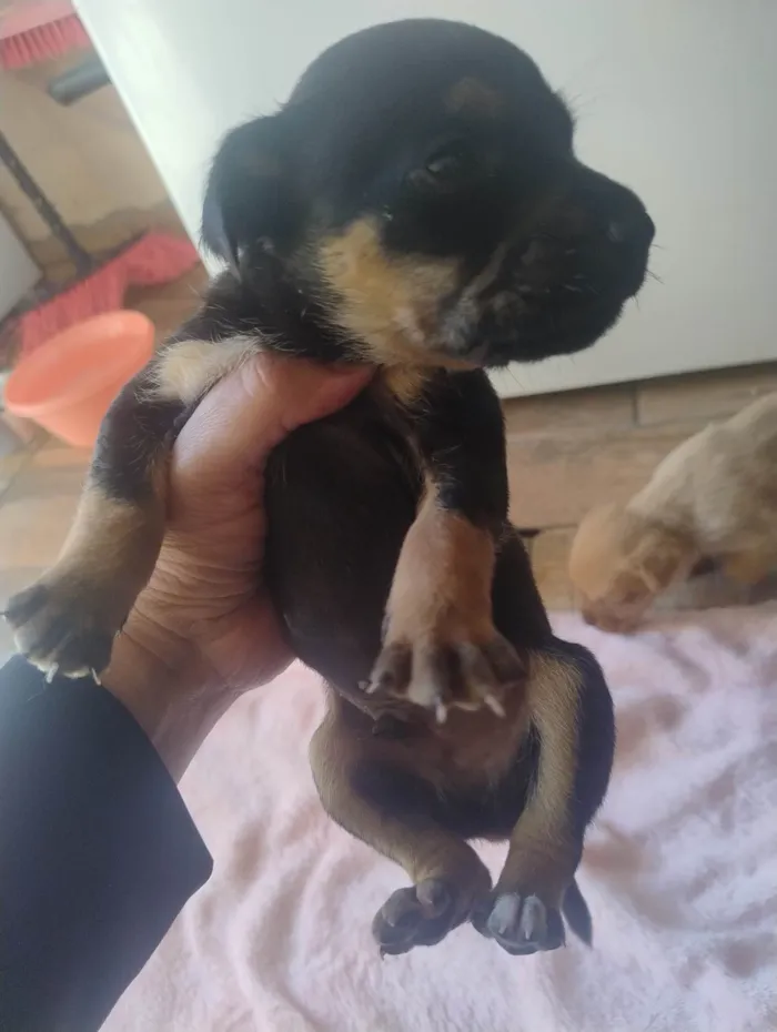 Cachorro ra a SRD-ViraLata idade Abaixo de 2 meses nome Filhotes 