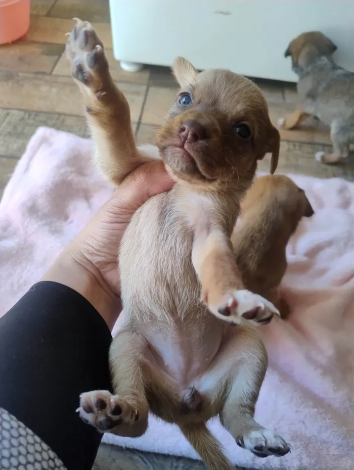 Cachorro ra a SRD-ViraLata idade Abaixo de 2 meses nome Filhotes 