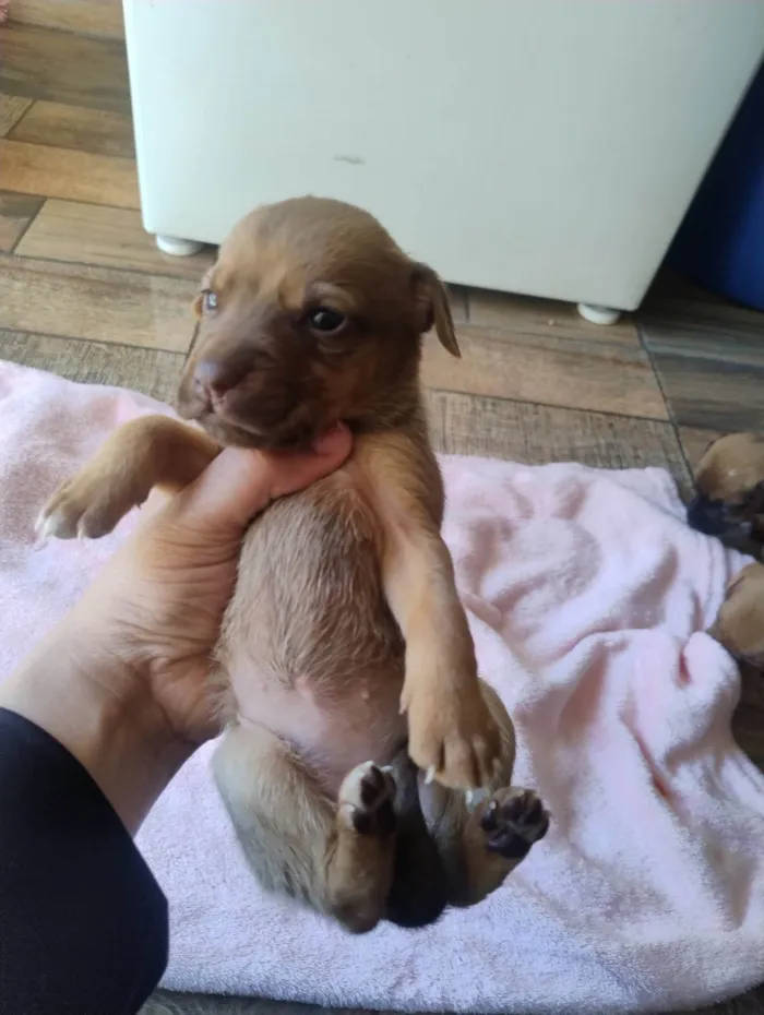 Cachorro ra a SRD-ViraLata idade Abaixo de 2 meses nome Filhotes 