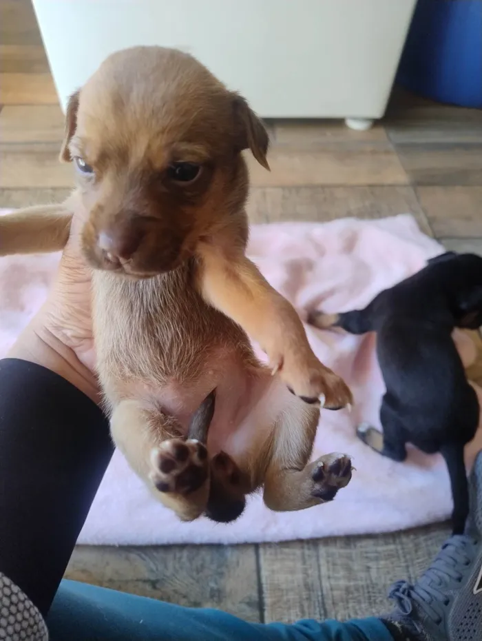 Cachorro ra a SRD-ViraLata idade Abaixo de 2 meses nome Filhotes 