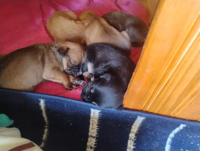 Cachorro ra a SRD-ViraLata idade Abaixo de 2 meses nome Filhotes 