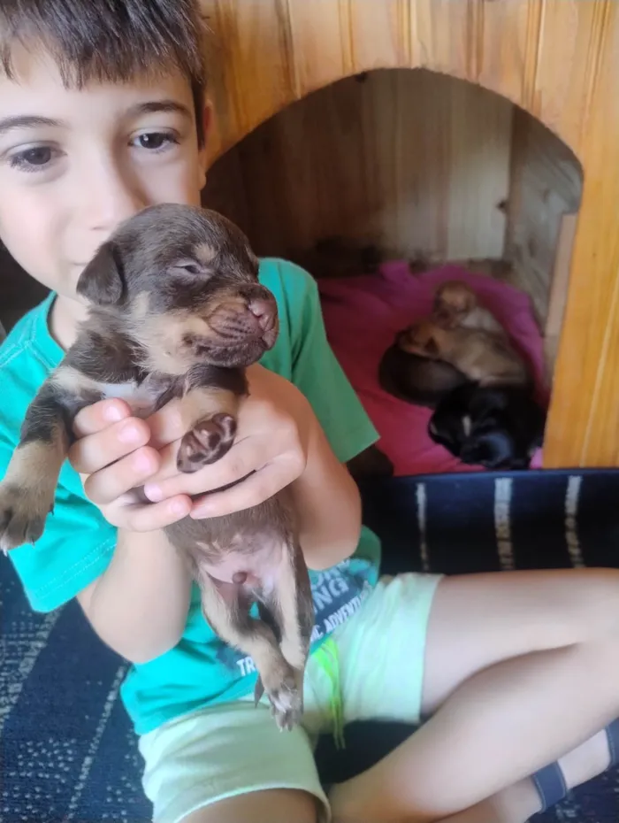 Cachorro ra a SRD-ViraLata idade Abaixo de 2 meses nome Filhotes 