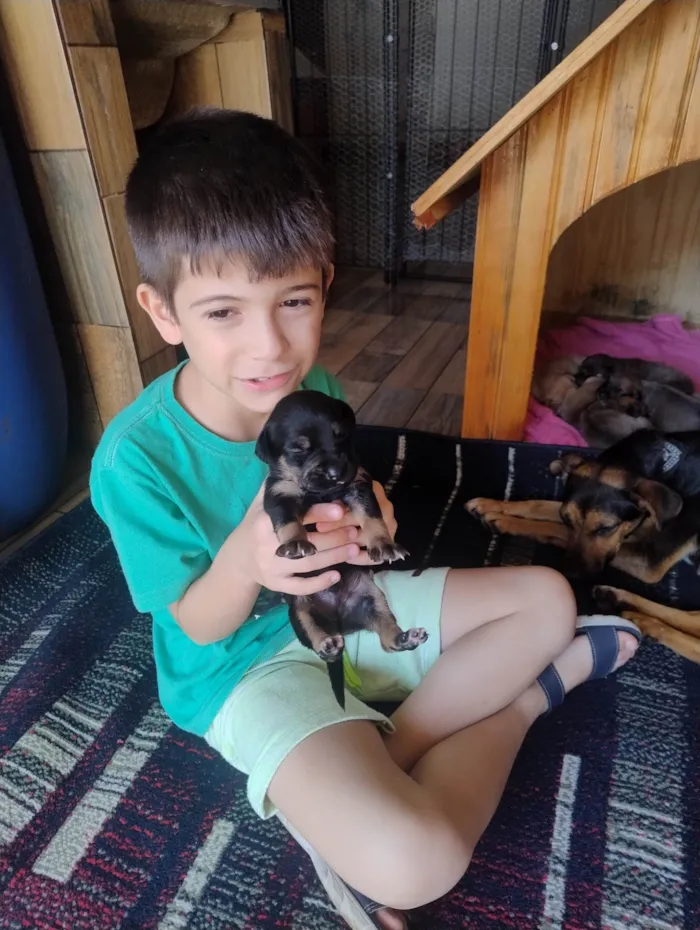 Cachorro ra a SRD-ViraLata idade Abaixo de 2 meses nome Filhotes 