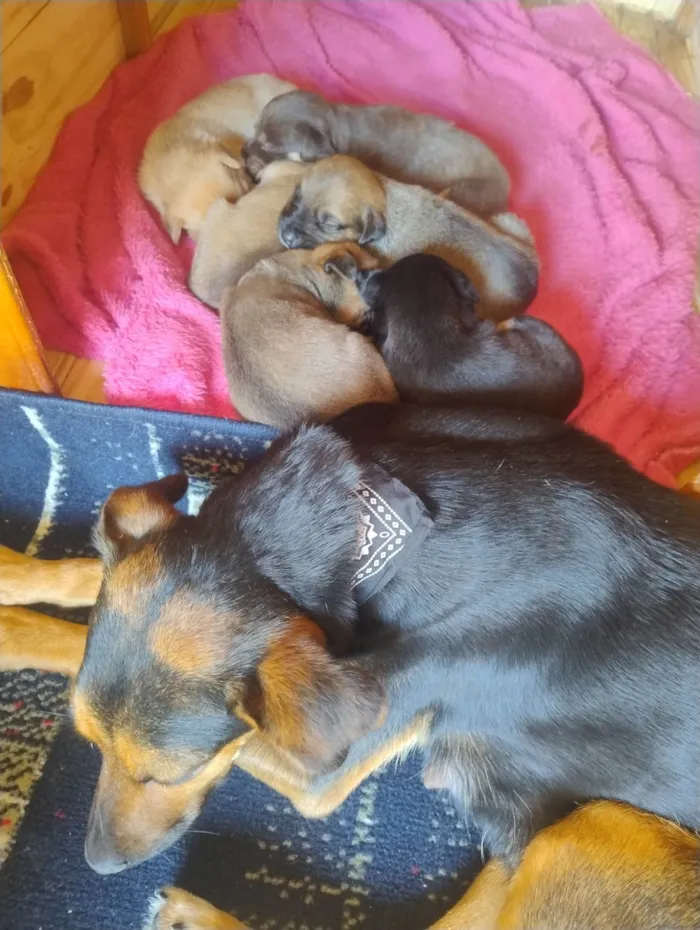 Cachorro ra a SRD-ViraLata idade Abaixo de 2 meses nome Filhotes 