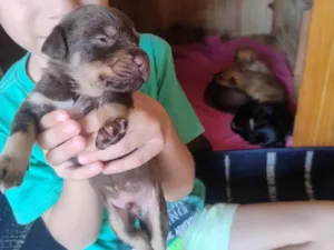 Cachorro raça SRD-ViraLata idade Abaixo de 2 meses nome Filhotes 