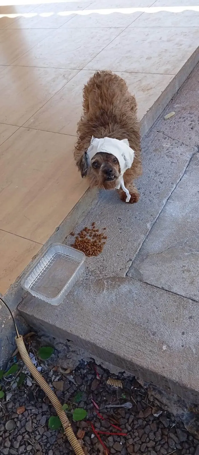 Cachorro ra a SRD-ViraLata idade 2 anos nome não tem nome