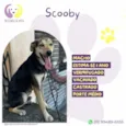 Scooby