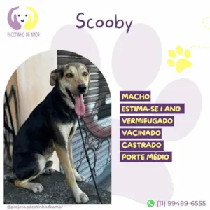 Cachorro raça SRD-ViraLata idade 1 ano nome Scooby