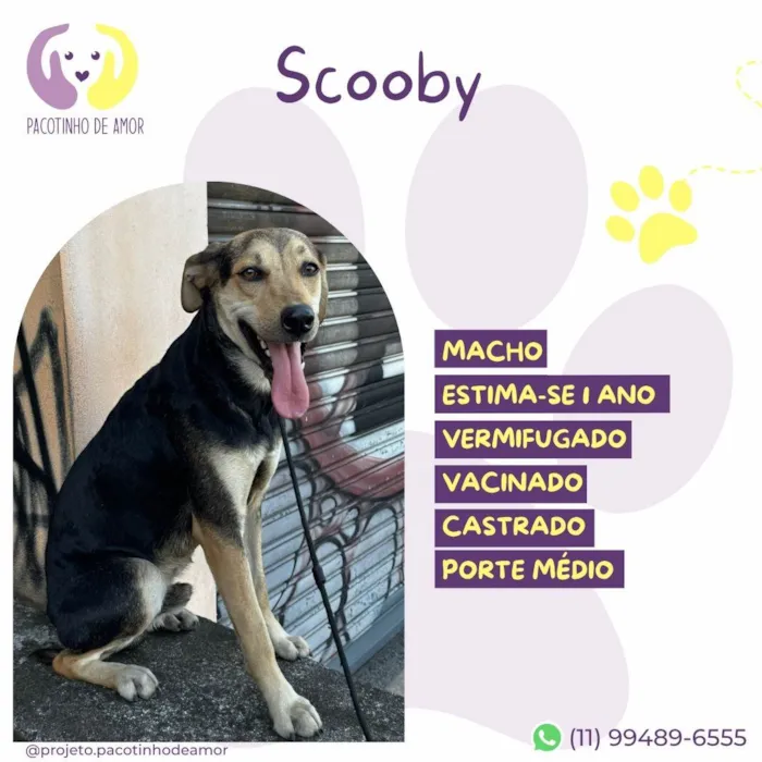 Cachorro ra a SRD-ViraLata idade 1 ano nome Scooby