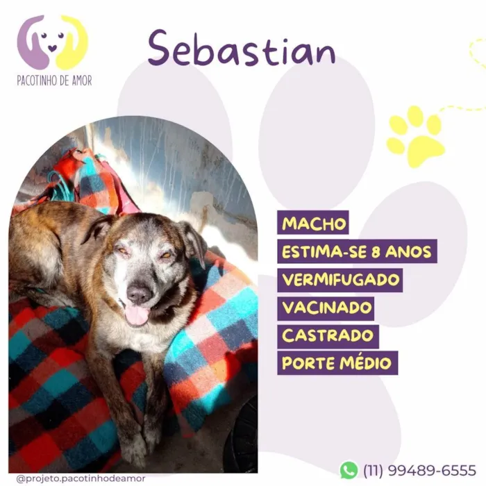 Cachorro ra a SRD-ViraLata idade 6 ou mais anos nome Sebastian