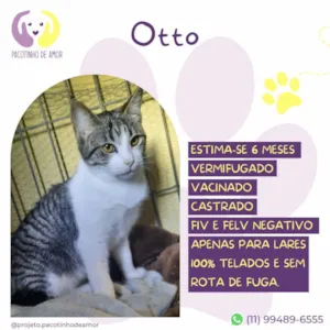 Gato raça SRD-ViraLata idade 2 a 6 meses nome Otto