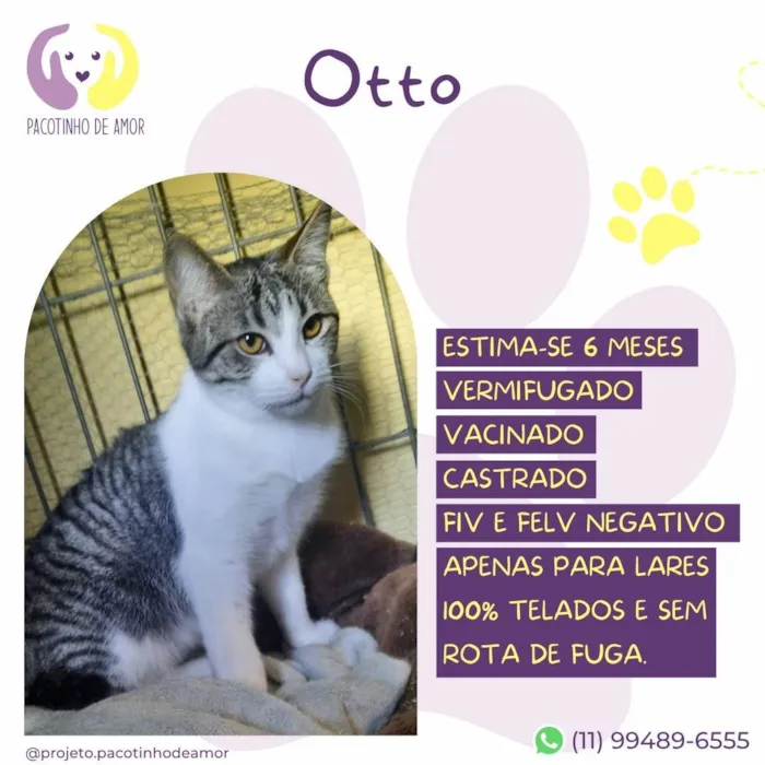 Gato ra a SRD-ViraLata idade 2 a 6 meses nome Otto