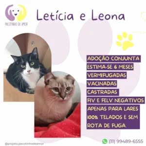 Gato raça SRD-ViraLata idade 2 a 6 meses nome Leticia e Leona