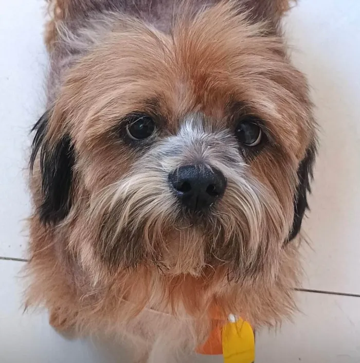 Cachorro ra a Shitzu idade 7 a 11 meses nome Luke 
