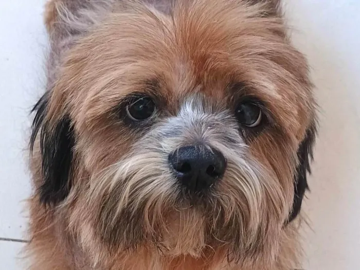 Cachorro ra a Shitzu idade 7 a 11 meses nome Luke 