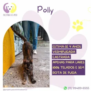Gato raça SRD-ViraLata idade 4 anos nome Polly