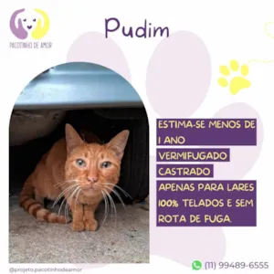Gato raça SRD-ViraLata idade 1 ano nome Pudim