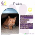 Pudim