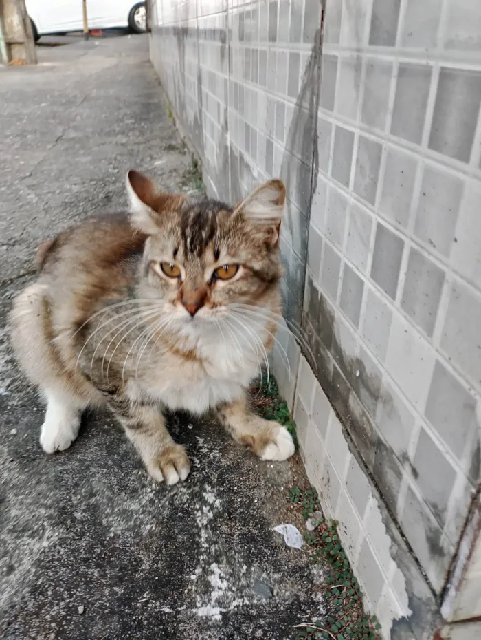 Gato ra a SRD-ViraLata idade 2 a 6 meses nome Jasmim 