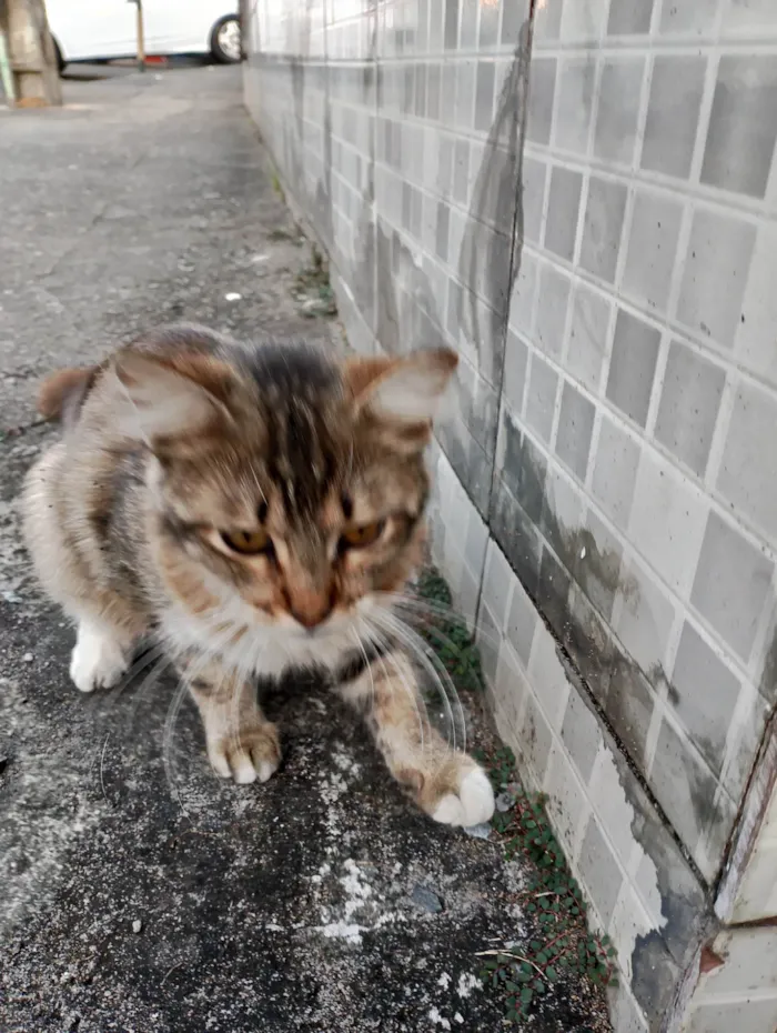 Gato ra a SRD-ViraLata idade 2 a 6 meses nome Jasmim 