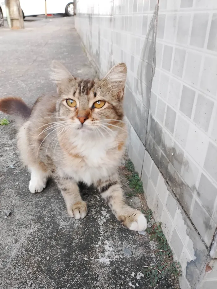 Gato ra a SRD-ViraLata idade 2 a 6 meses nome Jasmim 