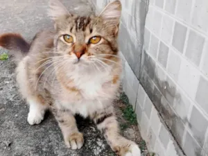 Gato raça SRD-ViraLata idade 2 a 6 meses nome Jasmim 