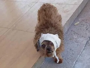 Cachorro raça SRD-ViraLata idade 2 anos nome não tem nome