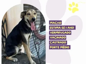 Cachorro raça SRD-ViraLata idade 1 ano nome Scooby