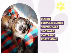 Cachorro raça SRD-ViraLata idade 6 ou mais anos nome Sebastian