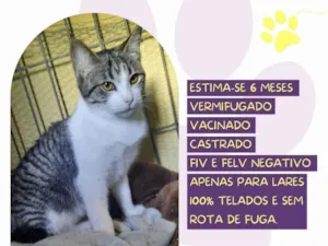 Gato raça SRD-ViraLata idade 2 a 6 meses nome Otto