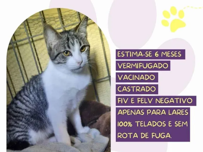 Gato ra a SRD-ViraLata idade 2 a 6 meses nome Otto