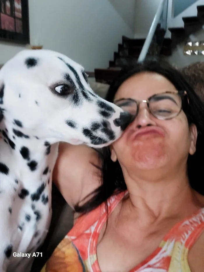 Cachorro ra a Dálmata idade 7 a 11 meses nome Frederico 
